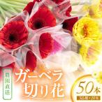 御坊の花 農園直送 ガーベラ切り花50本