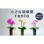 小さな 胡蝶蘭 2本立ち 鉢 付き 1鉢 ranto