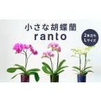 小さな 胡蝶蘭 2本立ち 鉢 付き 1鉢 ranto
