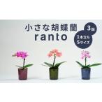 小さな 胡蝶蘭 1本立ち 鉢 付き 3鉢 ranto