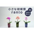 小さな 胡蝶蘭 1本立ち 鉢 付き 2鉢 ranto