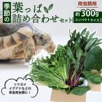 季節の葉っぱ詰め合わせ セット 約 300g