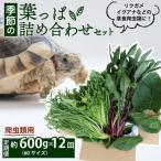 季節の葉っぱ詰め合わせ セット 約 600g