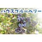 fu.... налог голубика 400g house культивирование | [ Berry ] Kanagawa префектура Fujisawa город 
