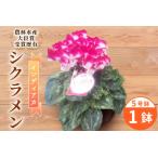 〈予約品〉受賞歴あり シクラメン 5号鉢