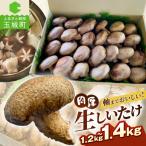 国内産菌床しいたけ