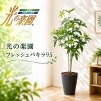 光の楽園 フレッシュパキラ95 インテリア