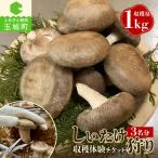 きのこ狩り 収穫体験チケット3名分 収穫量1kg