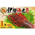 ふるさと納税 【年内配送】 伊勢海老 250g 〜 300g × 1尾 冷凍 伊勢海老 三重県志摩市