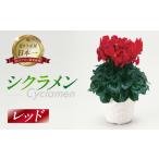 シクラメン レッド 観葉植物 植物 5号鉢 おしゃれ