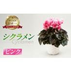 シクラメン ピンク 観葉植物 植物 5号鉢 おしゃれ