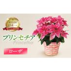 プリンセチア ルージュ 観葉植物 植物 5号鉢