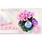 ふるさと納税 【先行予約】シクラメン イリュージア ピンクラテ 4号鉢 根本園芸 | シクラメン 農林水産大臣賞 福島県南相馬市