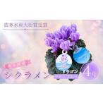 ふるさと納税 【先行予約】シクラメン ドラゴン ライトブルー 4号鉢 根本園芸 | シクラメン 農林水産大臣賞 福島県南相馬市