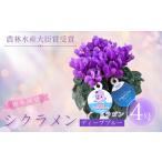 ふるさと納税 【先行予約】シクラメン ドラゴン ディープブルー 4号鉢 根本園芸 | シクラメン 農林水産大臣賞 福島県南相馬市