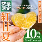 紅甘夏 約10kg