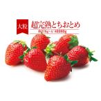いちご 朝採れとちおとめ 大粒 約270g