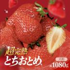 鈴木ファームの厳選&完熟&朝摘み とちおとめ