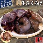 肉厚 ぷりぷりコリコリ 生きくらげ 1kg
