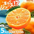 伊木力温州 みかん 5kg