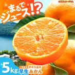 早生みかん 5kg