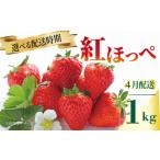 いちご 苺 紅ほっぺ 1kg
