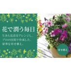 C102 ありきたりな寄せ植えに満足できない方へ