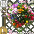 A059 花 定期便 花うるる ハンギング 寄せ植え