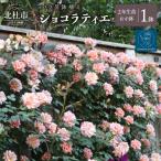 バラ苗鉢植え ショコラティエ