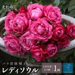 バラ苗鉢植え セレニティ