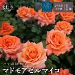 バラ苗鉢植え マドモアゼルマイコ