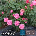 バラ苗鉢植え マイディア