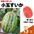103005 山中農園 小玉すいか3玉