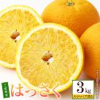 はっさく 八朔 約3kg