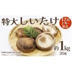 特大 しいたけ 約1kg