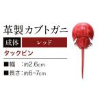 レザー革製 カブトガニブローチピン レッド