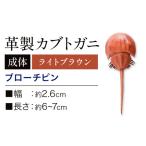 レザー革製 カブトガニブローチピン ブラウン