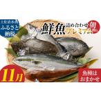 旬の朝獲れ鮮魚詰め合わせ プレミアム 朝獲れ