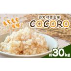 巨大胚芽米COCORO 玄米 約30kg