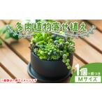 自家生産 多肉植物の寄せ植え Mサイズ 多肉植物