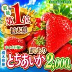 訳ありいちご サイズランダム 約2kg