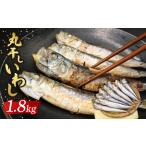 いわしの丸干し 約 1.8kg