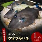 ウマヅラハギ 淡路島産 天然 1kg