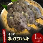 カワハギ 淡路島産 天然 本カワハギ 1kg