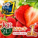 苺 いちご 大粒とちあいか 約1000g