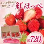いちご 紅ほっぺ 約720g