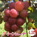 クイーンニーナ 約1.5kg