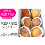 ふるさと納税 マンゴー【2026年発送】訳あり品!!大宜味村産マンゴー【約2kg・白箱】 沖縄県大宜味村