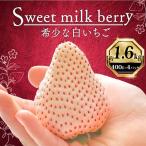 白いちご 1600g