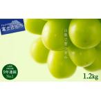 ショッピングふるさと納税 シャインマスカット ふるさと納税 シャインマスカット 【2026年発送 先行予約】山梨県産 シャインマスカット2〜3房 (1.2kg以上)  フルーツ 山梨県富士吉田市